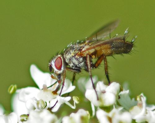 Solieria pacifica